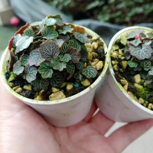 南靖县虎耳草 姬虎耳日本姬虎耳姬雪之下小老桩姬虎耳草-姬雪之下