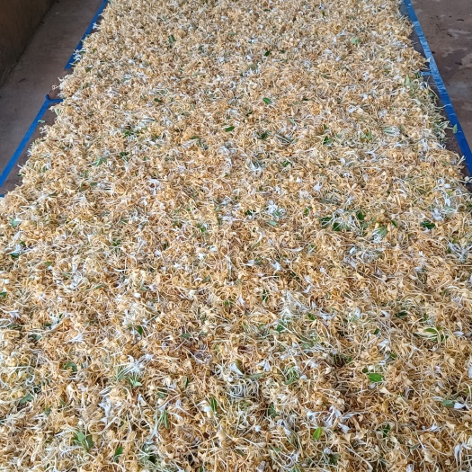 龙川县金银花根 金银花，清热，，