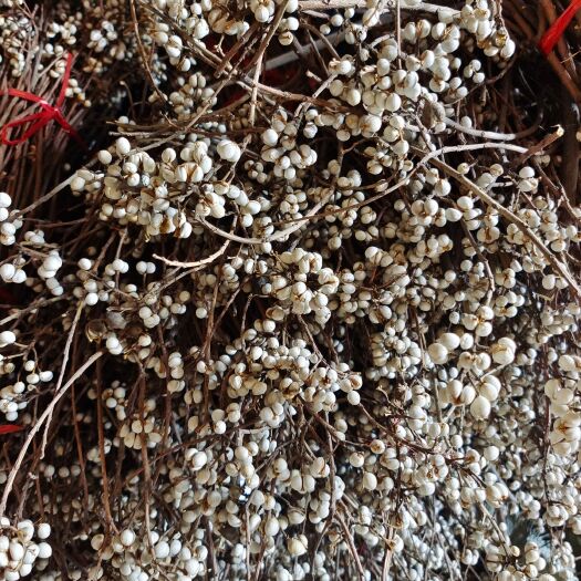新沂市 乌桕种子