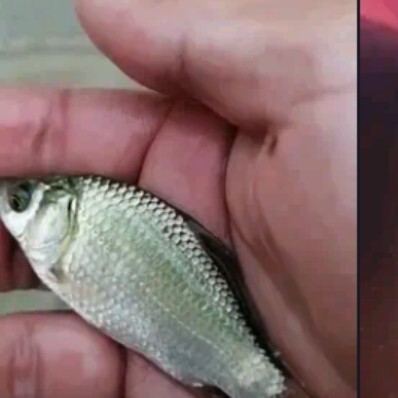 上高县 彭泽鲫鱼苗大量出售，寸片夏花