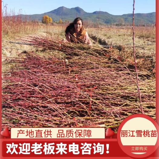 丽江雪桃苗，云南雪桃苗，春华雪桃苗