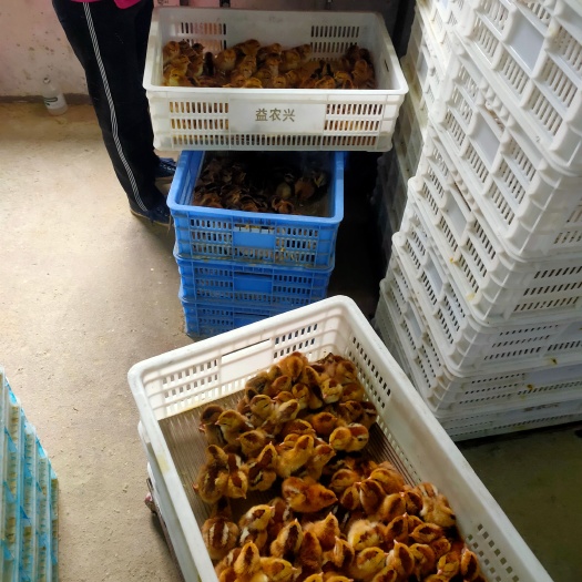 清远麻鸡苗 鸡苗