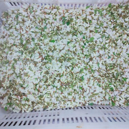 汝阳县药食同源中药材品批发 现货新鲜槐花 脱水烘干槐花馅料食材