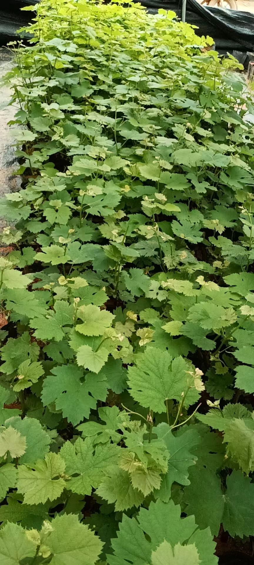  夏黑葡萄苗