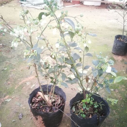 灵山县杜克蓝莓苗   蓝莓苗，带花带果