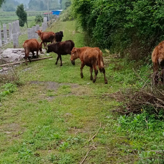 永顺县 想要致富养殖生态放养黄牛