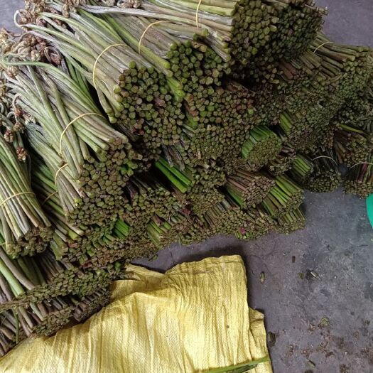 习水县 大量蕨菜，产地直销，