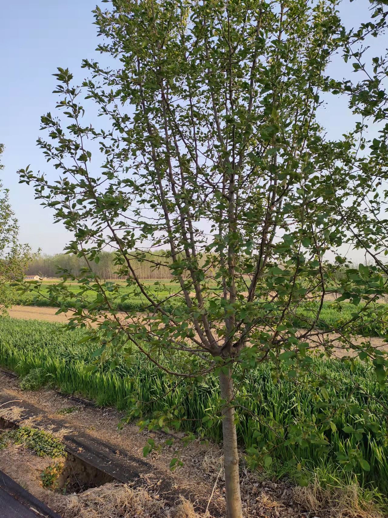 杜梨树 棠梨 梨树实生苗