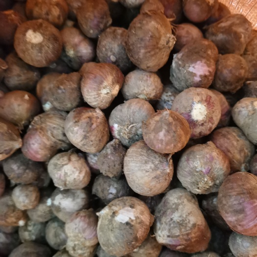 汉源县独蒜：独头蒜 汉源红皮蒜