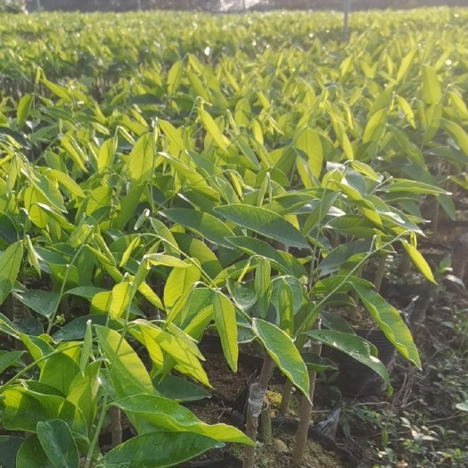 茂名嫁接棋楠沉香苗结香快种植周期短，