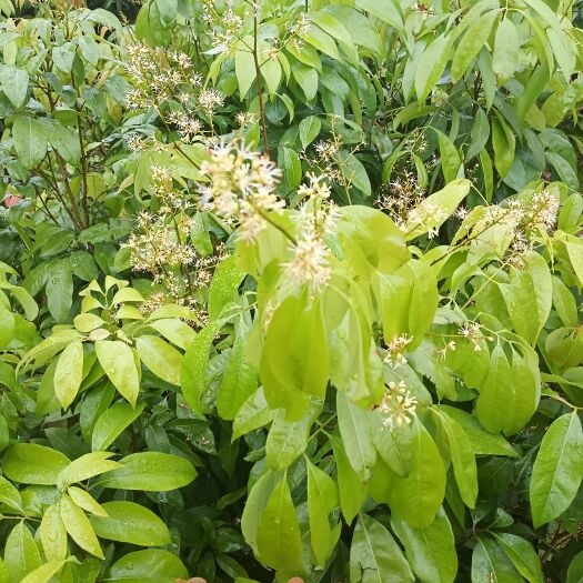 灵山县 无核荔枝苗