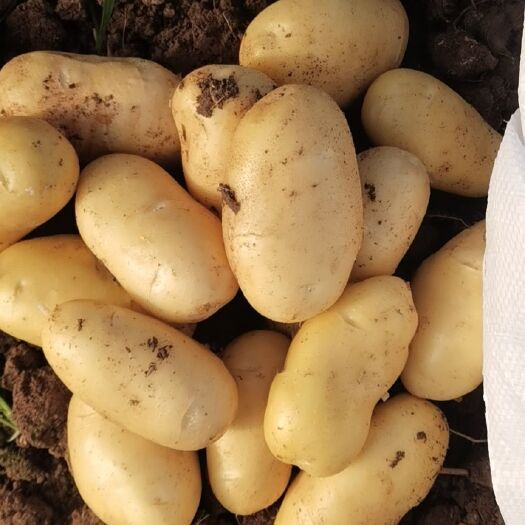 黄心土豆 标准1—3～2—4两边贸，电商，加工厂，薯片厂
