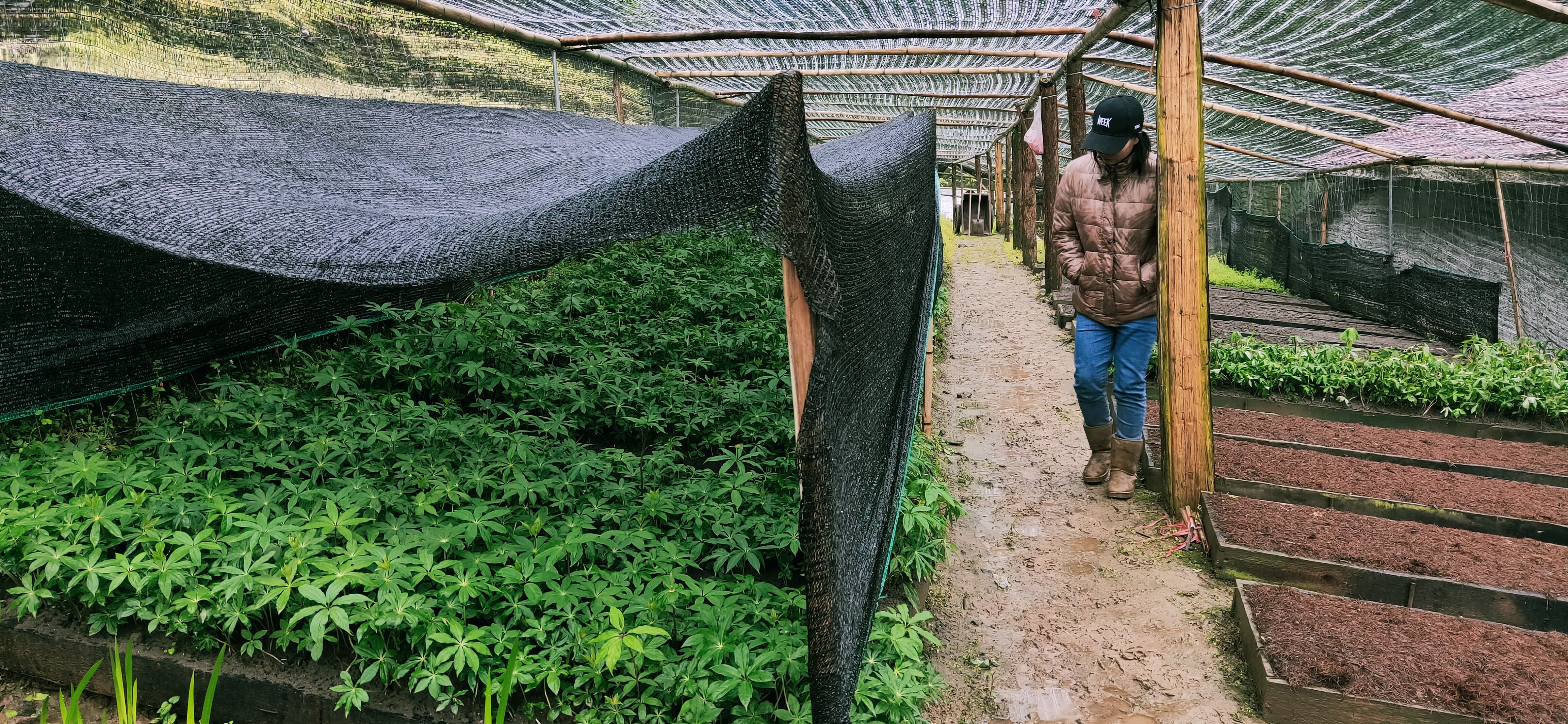 重楼苗 2–8 年大量上市