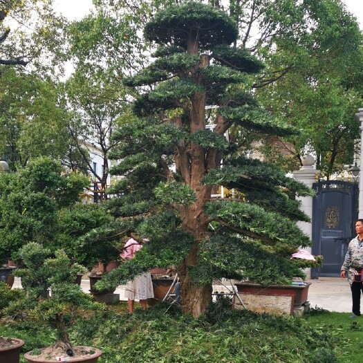 仙游县罗汉松造型师傅