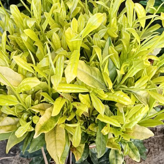 三江县福云6号茶树苗 嫁接苗 0.5~1米
