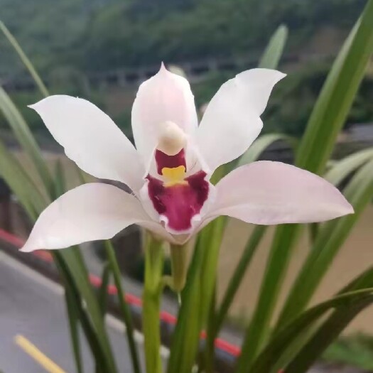  独占春
