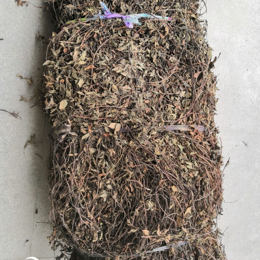 高胶质凉粉草，仙草，