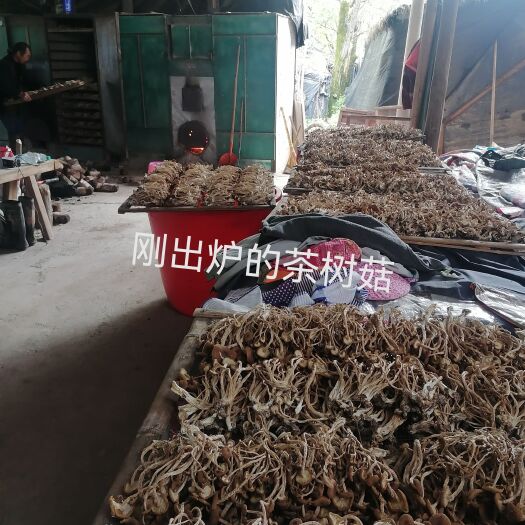 广昌县广昌3号茶树菇 茶树菇、、干燥、新鲜、内质鲜、质量包证、货源足