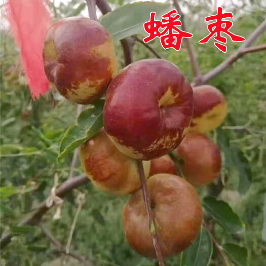 冬枣 蟠枣，明星品种。