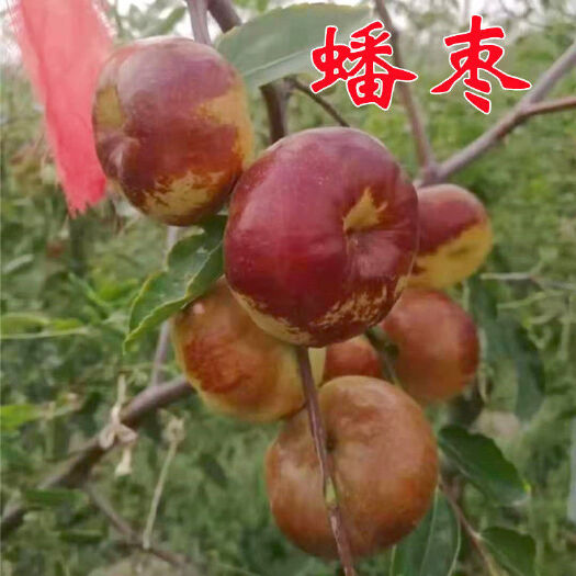 杞县冬枣 蟠枣，明星品种。