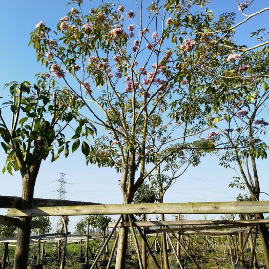 普宁市 洋红风铃木 红花枫风铃木5-15分骨架全冠
