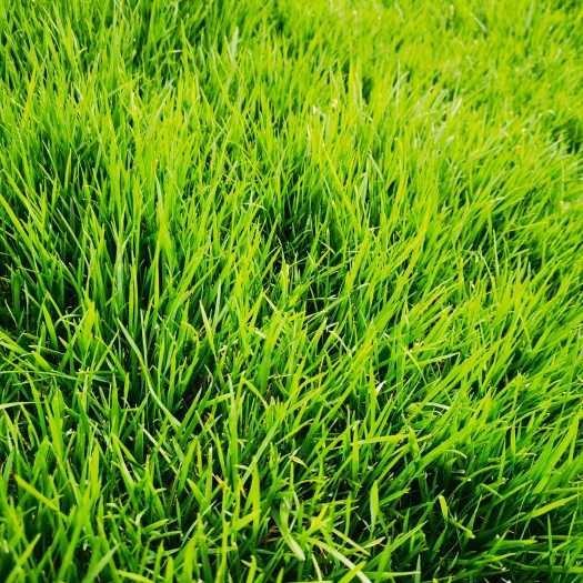 泰安马尼拉草皮 优质草皮