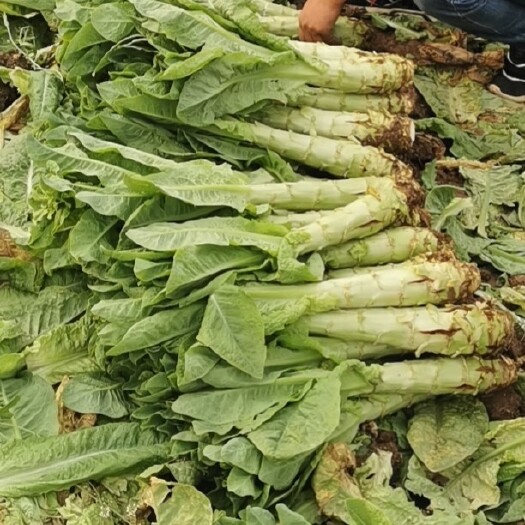 兴平市青叶莴笋 青皮莴笋 大量出售