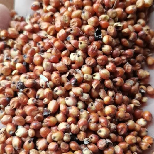天津红高粱 澳粮