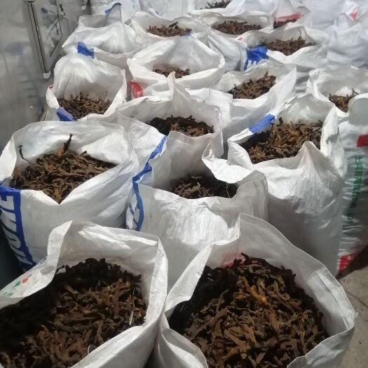 重庆市 骨碎补！