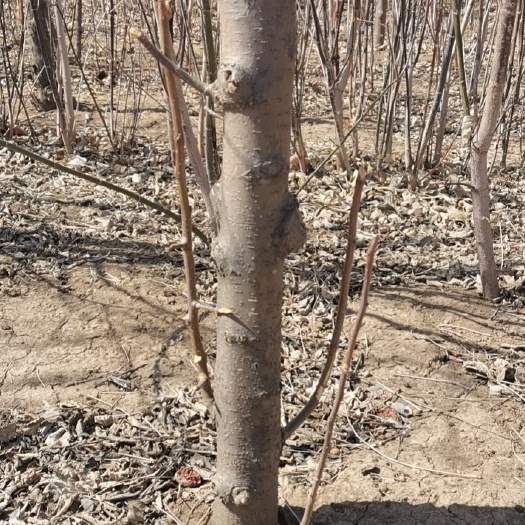 赤峰金红苹果苗 8年生123小苹果树苗，不包运费130一棵