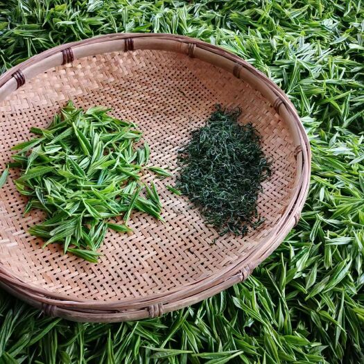 保靖县保靖黄金茶2号农家直销高山绿茶茶坪村