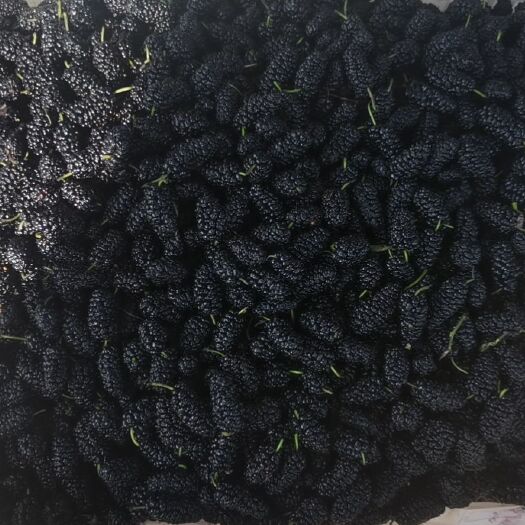 盐边县桑葚 桑椹