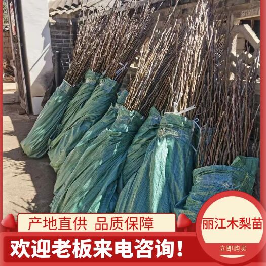 玉龙县杜梨苗  木梨苗， 云南木梨苗，丽江木梨苗