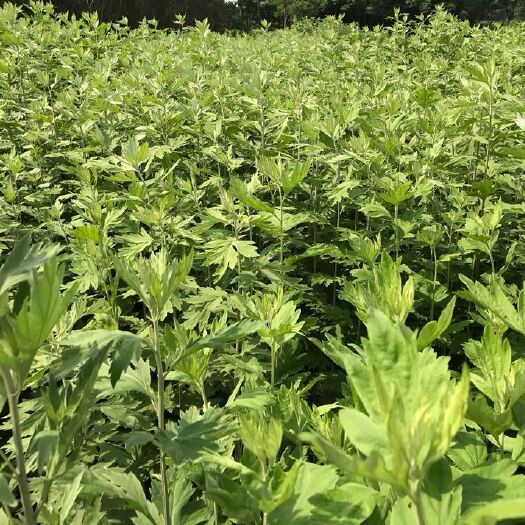 西安艾草苗 艾苗 艾根 艾草 鲜艾 生艾 艾草 艾叶