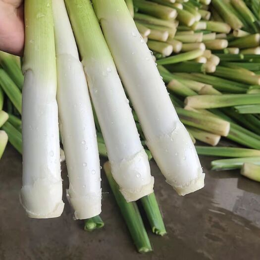 芜湖优质茭白高笋，好货不等人，量大从优