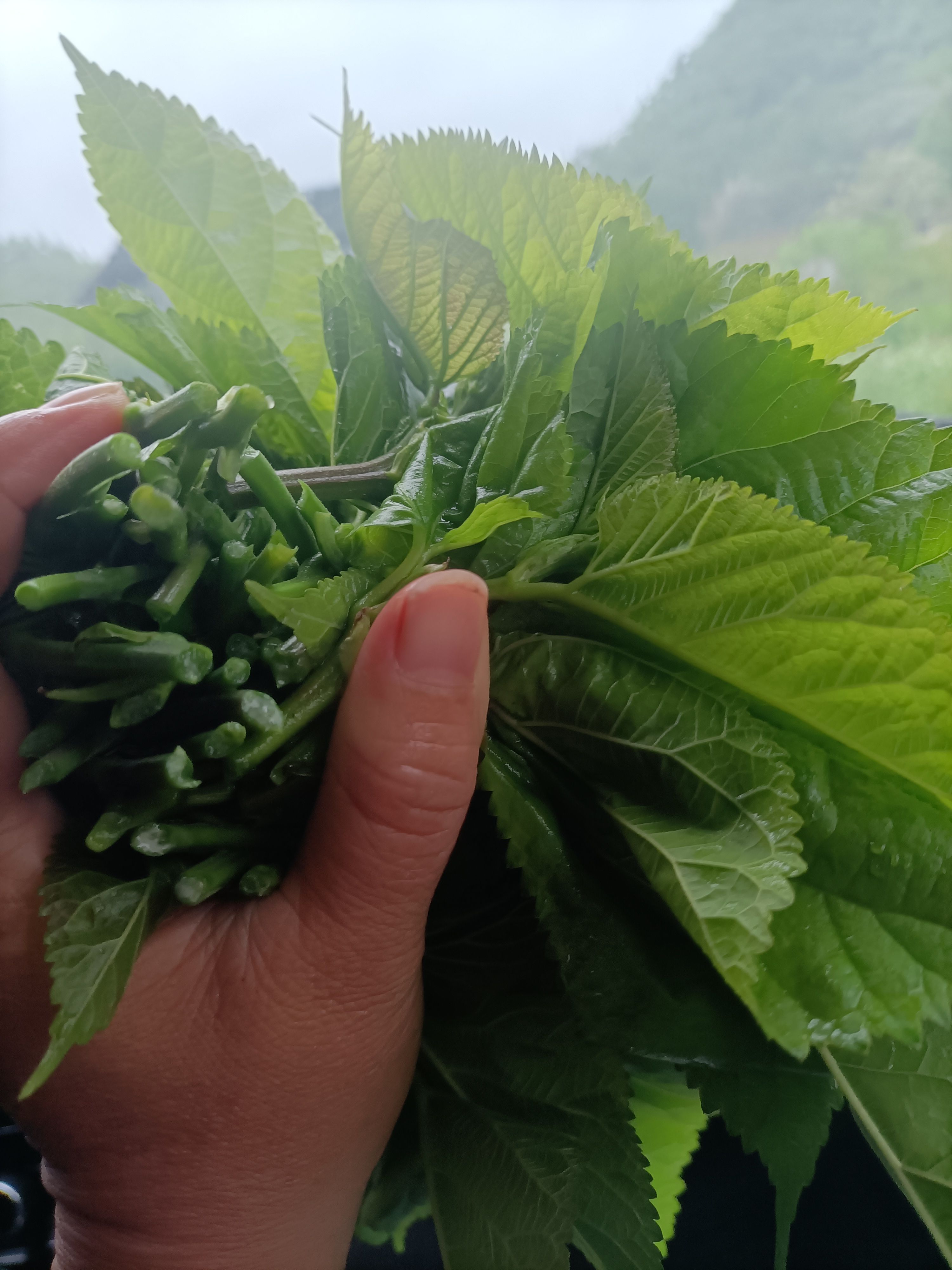 阳山县 生态种植新鲜桑芽，产地直发，品质有保证，广东省内外都可以发货