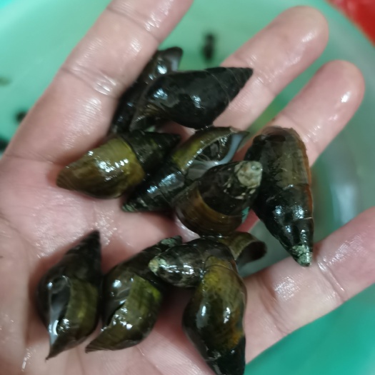百色山坑螺，清水螺，扭螺，溪水螺，田螺，淡水螺