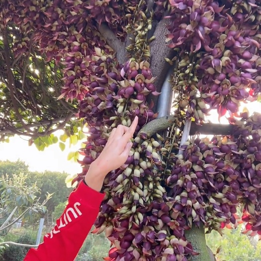 鄱阳县禾雀花苗  雀儿花苗油麻藤新奇花苗木