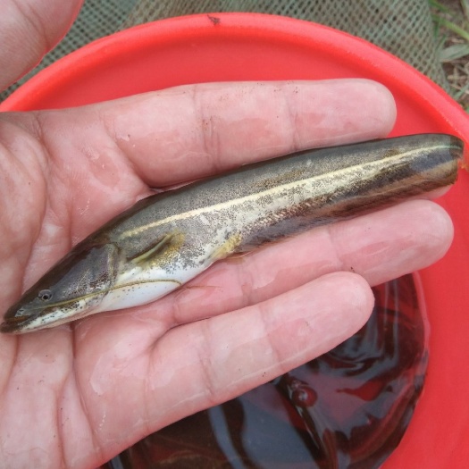 南宁 鲶鱼苗 大口鲶苗 南方大口鲶鱼苗 杂交大口鲶鱼苗快大抗病毒