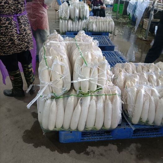 天门市白萝卜 湖北天门大棚春萝卜上市了，萝卜无虫无黑圈，无裂口，白度好，