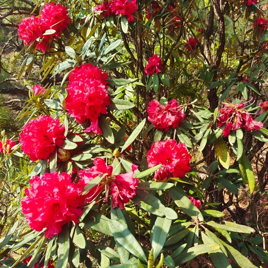 昌宁县杜鹃干花 