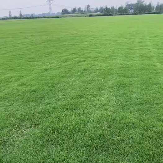 许昌 果岭草