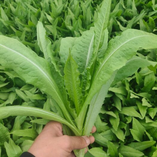 曹县油麦菜 青油麦