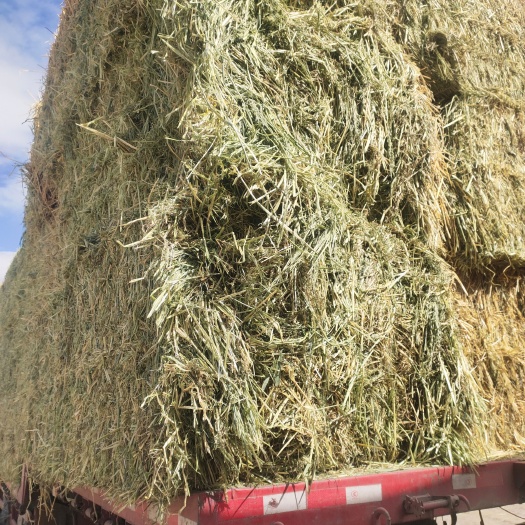 玉门市饲料燕麦草  燕麦草干草 甘肃燕麦草批发 甘肃燕麦草价格便宜