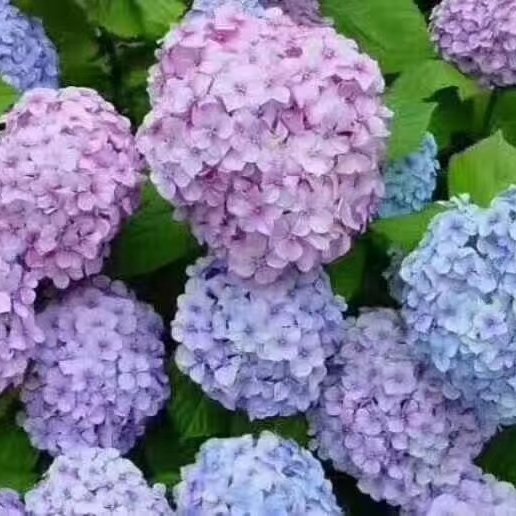 昆明大八仙花 叶水清秀根系发达。常年供应批发量大从优