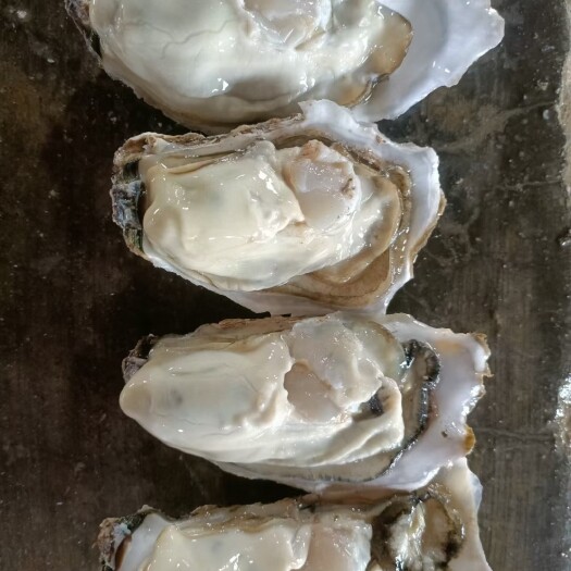饶平县净化蚝 专业批发乳山蚝，湛江蚝，全国各地冷链物流运输，需要可以联系我