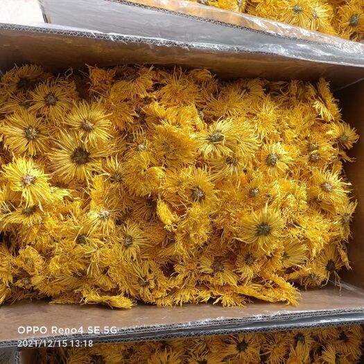 重庆市金丝皇菊花  金丝菊
