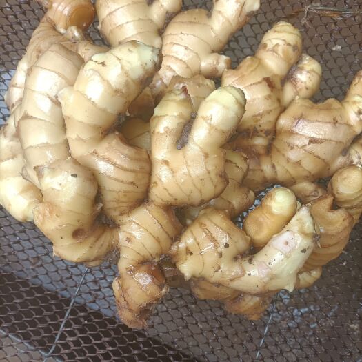 礼泉县 生姜大黄姜