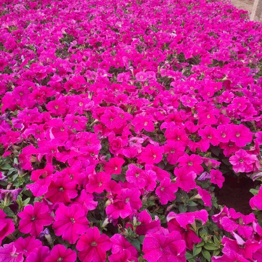 青州市矮牵牛 基地常年供应绿化苗木，时令草花，宿根地被，质优价廉，合作共赢