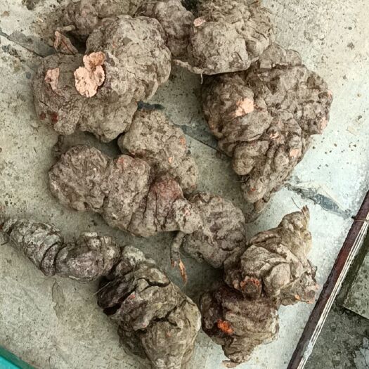 乐业县首乌  天然自己到山上挖量少，有要提前十几个小时才能发货